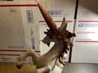 Unicorn Statue Read