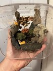 Live Marine Aquarium Snails Mixed Lot With Live Rock   Macro Algae