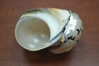 South Africa Sarmaticus Turbo Sea Shell Hermit Crab 4  - 4 1 2   7072