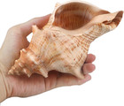 Giant Natural Conch Shell  Striped Fox Conch Seashell 6 Inches  Large Sea Shell 