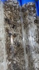 Pheidole Rhea  Queen Ant Feeder Insect  Reptile Food-150w - Largest Usa Pheidole
