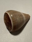 Conus Loroisii F  Insignis Dautzenberg 1937  dark 50mm
