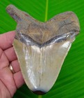 4 90    Megalodon Shark Tooth Real Fossil No Restorations Sharks Teeth