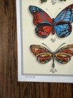 Grateful Dead   Co Butterfly Original Poster - New - Summer Tour 2019 - Original