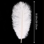 White Ostrich Feathers 12pcs Natural Bulk 8-10inch 20cm-25cm For Crafts Weddi   