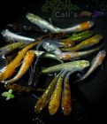 6 1  free  Mix Assorted Medaka- Oryzias Latipes - Rice Fish - Free Shipping