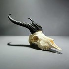 Springbok Skull  African Skull With Horns  Antidorcas Marsupialis
