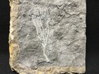 Crinoid-extremely Rare Culmicrinus Vagulus From Indiana-fossils Trilobite