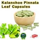 Kalanchoe Pinnata Leaves Capsules 1100mg  Herbal Organic Miracle Leaf Air Plant