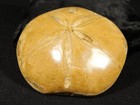 Big  Polished 150 Million Year Old  Sand Dollar Fossil Madagascar 205gr