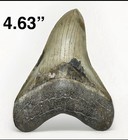 Authentic 4 63    Prehistoric Megalodon Tooth  Ancient   Original  Extinct Shark