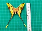Comet Moth Argema Mittrei Specimen Preserved Yellow Moon Moth Entomology Decor