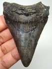 Megalodon Shark Tooth - Real Fossil - 2 69    Shark Teeth - No Restorations
