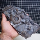 1 15kg Plate Goniatite Platyclymenia Cheiloceras Kalloclymenia Devonian Fossil