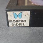 Morpho Didius Butterfly Specimen Framed Display In Picture Frame