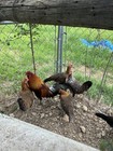 Five Hatching Eggs Of Laughing Chicken