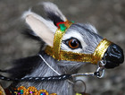 Vtg 5 25  Handmade Donkey Burro Figurine Gold Saddle Ornate Reins Real Goat Fur 