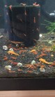 Freshwater Cleanup Crew     5 Plecos  20 Shrimp  20 Snails - Algae Eaters