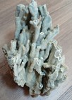 Large Natural Ridge Coral Specimen 10  X 11 