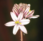 Tenicroa Exuviata Rare  antelope Horn  Bulb