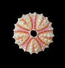 Sea Urchin Coelopleurus Maculatus 29 1mm