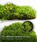 Live Moss For Terrariums  Bonsai  Indoor Planters - Pincushion  Fern  Sheet Mos