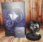 Tool - Fetus In Skull Maquette - Half Size - Unsigned   771 3100