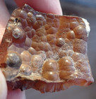 Botryoidal Fossil Coral Geode Fragment Ga Agate Amber Display Cabbing Gem Wc53
