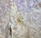 Rare Arthropod Fossil Plate   Peytoia Anomolocarid   Aglaspid   Cambrian   Usa