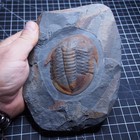 90 Mm Trilobite Asaphellus Tataensis Ordovician Fosilies Fossils Trilobiten Dino