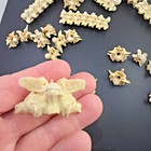 Genuine Reticulated Python Vertebrae Snake Skeleton Taxidermy Extra Large Bone