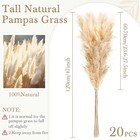 20 Pcs 47 Inch Natural Beige Pampas Grass Decor Bulk  Fluffy Tall White 