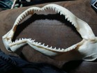  12  Bull Shark Jaw W Perfect Teeth All Rows In Tact Great Condition  