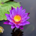 Blue Lotus Flower Dried Organic Flowers  nymphaea Caerulea  Egyptian Tea