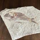 Nematonotus Longispinus Fossil  A Prehistoric Ray-finned Fish  