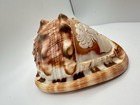 Vtg Italian Carved Conch Shell Cameo Pompei Italy Large Decor Estate Sale Read