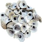 Oyster Shells Lot Of 50  Cleaned 2   -4      Great For Crafts Or Weddings Placards