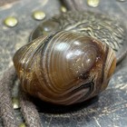 Natural Striped Agate Beads Ancient Tibetan Dzi Beads Amulet 25  19mm  3318