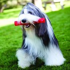 Kong Squeezz Stick Large Emerald Dog Toy Recessed Squeaker For Fetch Fun