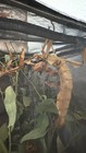 Macleay s Spectre  extatosoma Tiaratum   Spiny Leaf  Stick Insect 50 Eggs   ova