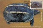 Nepal Postage Stamps turtle Series maxi Cards set Of 4 2011 Private Maxi Cards