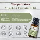 Angelica Essential Oil 100  Pure Natural Premium Therapeutic Grade Undiluted