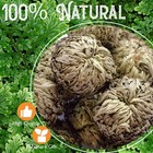 4-pack Large Premium Dried Rose Of Jericho  Selaginella Resurrection 4pcs 