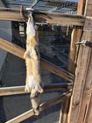 Grey Fox Real Fur Pelt -  Professionally Tanned Soft Cabin