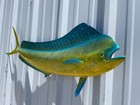 42  Bull Dolphin Half Mount  mahi dorado  Fish Replica - Quick Production