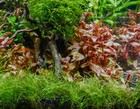 Dwarf Hair Grass Clump Eleocharis Parvula Sp Mini Aquarium Buy 2 Get 1 Free    