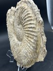 Huge 13 5    10-lb Texas Fossil Ammonite  Oxytropidoceras Sp W keel  Goodland Fm
