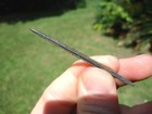 Deadly Fossil Sting Ray Barb Florida Fossils Ice Age Extinct Bones Tooth Stinger