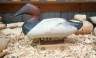 R  Madison Mitchell  Havre De Grace Maryland Canvasback Drake Decoy
