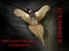 Pheasant Taxidermy Mount Flying Upright left Wall Hanging Mount Ildnr 678-25